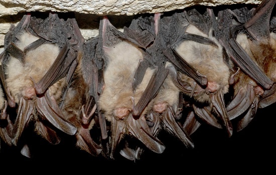 Pest control for bats in Altoona