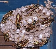 Bees nest, wasps and hornets extermination