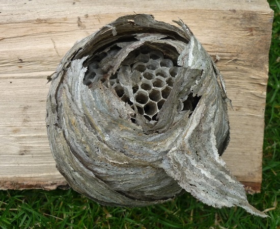 Wasp nest, hornet and bee removal