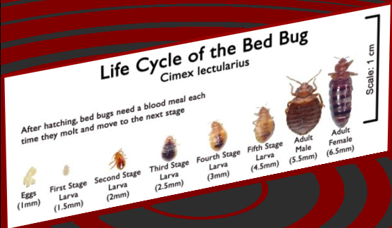 bed bug removal in Altoona