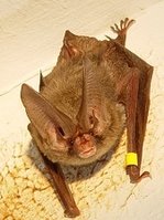 Bat removal in Altoona Pennsylvania