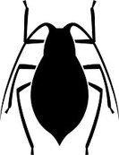 Bug removal including cockroaches, spiders, beetles, crickets, fleas, centipedes, millipedes and bed bugs.