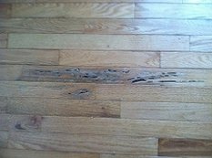 Termite damage to hardwood floors.  Call for free termite inspection.