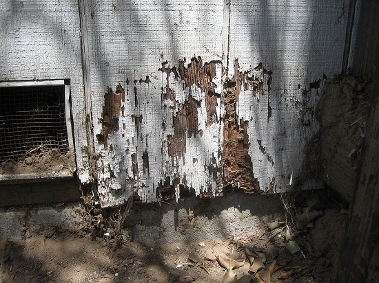 Termites damaging a wooden outer wall.  Termite removal in Altoona PA